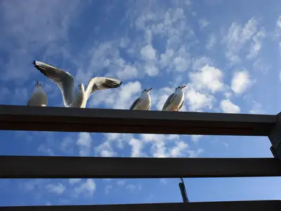 Ferienwohnung für 4 Personen (52 m²) in Ostseebad Kühlungsborn 7/9