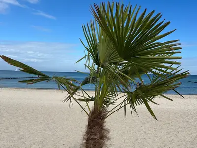 Ferienwohnung für 5 Personen (50 m²) in Ostseebad Kühlungsborn 3/10