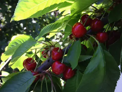 Bild 9