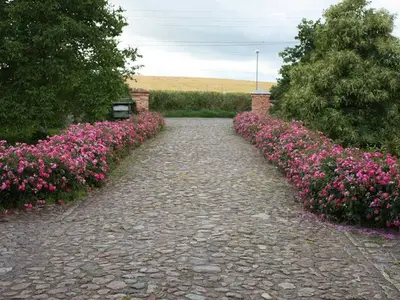 Ferienwohnung für 5 Personen (70 m²) in Papendorf 2/10