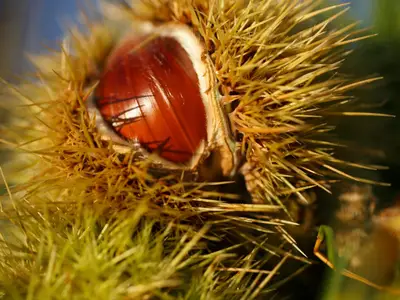 Ferienwohnung für 3 Personen (45 m²) in Partschins 9/10