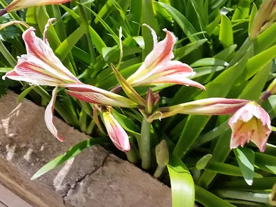 Ferienwohnung für 6 Personen (90 m²) in Pašman 3/10