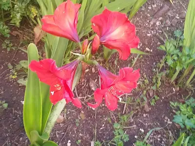 Ferienwohnung für 6 Personen (90 m²) in Pašman 10/10