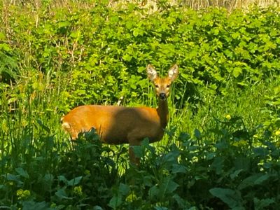 Besuch im Garten