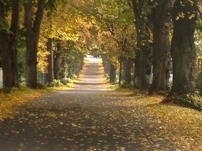 Allee in Patzig im Herbst