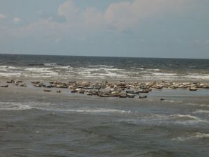 Seehunde auf der Sandbank