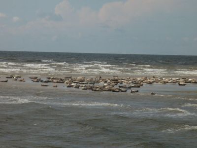 Seehunde auf der Sandbank