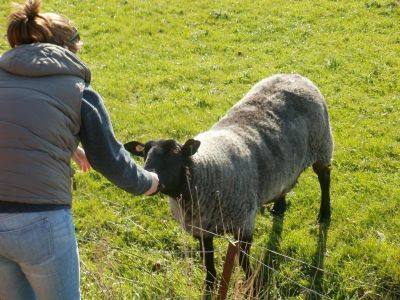 zahmes Schaf am Radmokerhus