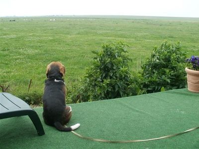 Unser Beagle hält Ausschau