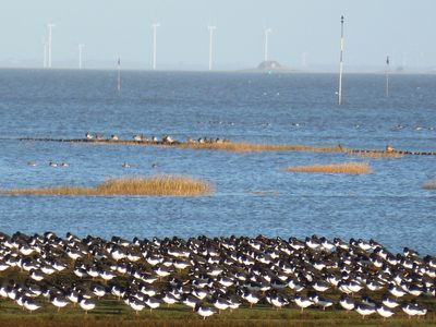 Austernfischer am Deich- Inselpanorama Pellworm