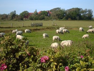 Hof am Hörn