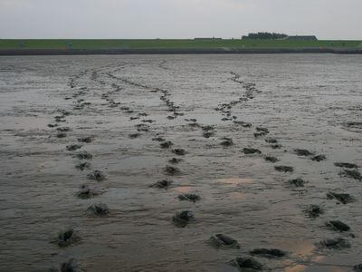 Spuren im Watt - Inselpanorama Pellworm