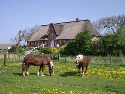 Schulze-Warft im Sommer