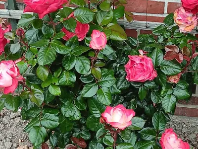 Ferienwohnung für 4 Personen in Pellworm 9/10