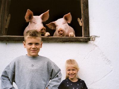neugierige Schweinchen mit Kinder