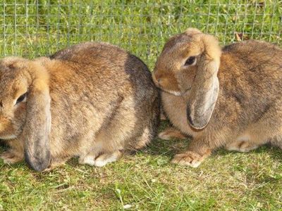 unsere Hasen Browni und Lilli