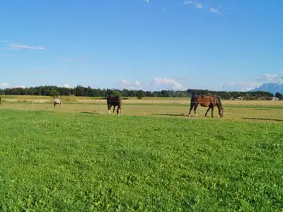 unsere Pensionspferde
