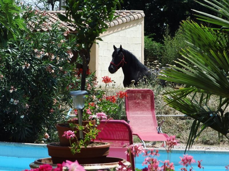 22935063-Ferienwohnung-4-Pézenas-800x600-2