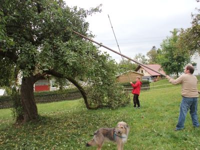 Herbstzeit= Apfelzeit