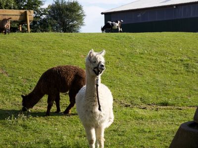 Tiere auf dem Bauernhof