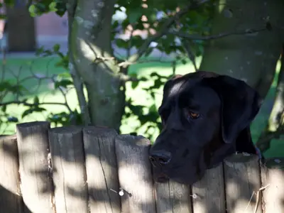Hallo