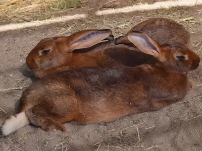Unsere Hasen