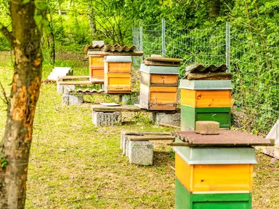 Bienenvölker