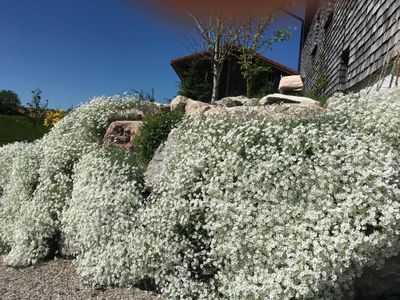 Blick in den Garten