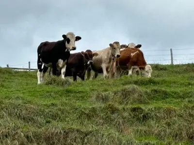 Ferienwohnung für 4 Personen (85 m²) in Pfronten 4/10