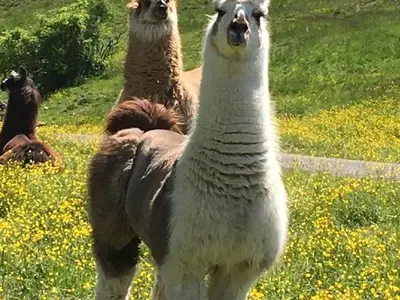 Ferienwohnung für 4 Personen (85 m²) in Pfronten 7/10