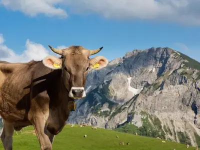 Ferienwohnung für 2 Personen (25 m²) in Pfronten 10/10