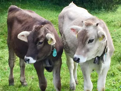 Ferienwohnung für 6 Personen (106 m²) in Pfronten 9/10
