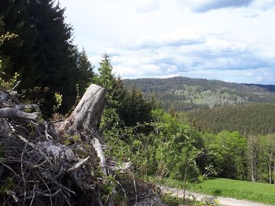 Bayrischer Wald im Mai