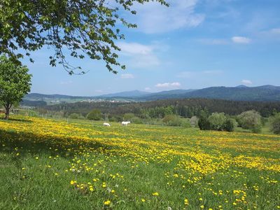 Landschaft im Mai