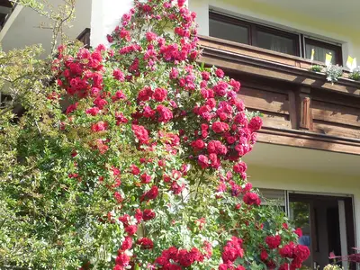 Kletterrose vor Ferienwohnung