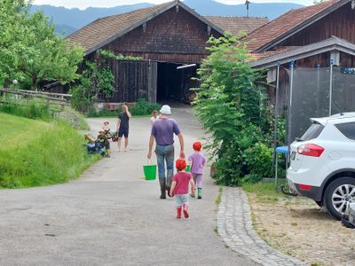 Kälberfüttern mit Opa Josef