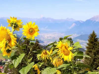 Sonnenblumen