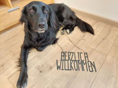 Hunde willkommen