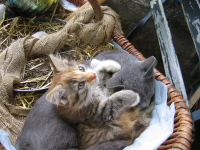 Katzen