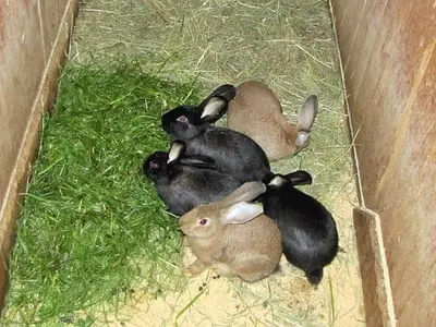 Unsere Kaninchen