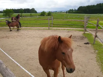 Dandy, Kessi und Domingo auf der Koppel