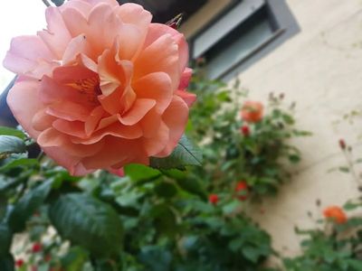 Rosenblüte (der schöne Namensgeber unserer Ferienwohnung)