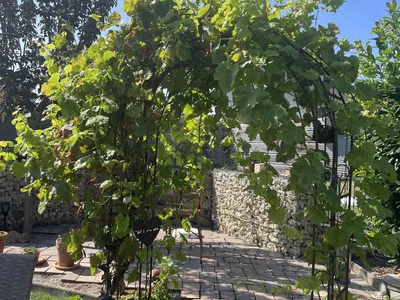 Blick in den Garten