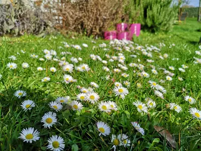 blumenwiesegarten