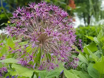 Blume