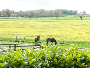 21937675-Ferienwohnung-6-Pommerby (Geltinger Bucht)-300x225-1