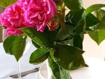 Rosen