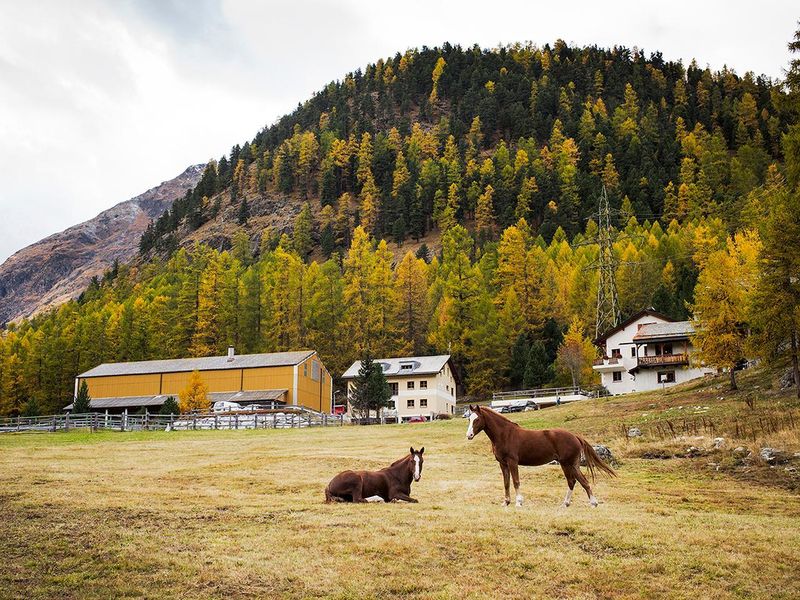 23051825-Ferienwohnung-8-Pontresina-800x600-0