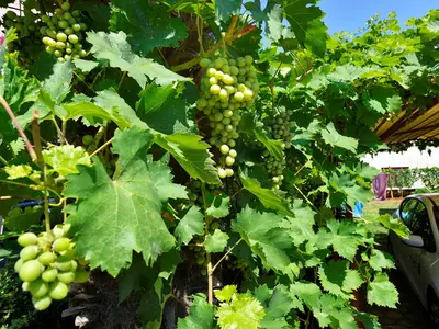 Ferienwohnung für 4 Personen (50 m²) in Poreč 6/10