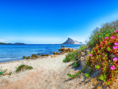 Wildblumen in der Nähe des Strandes von Porto Taverna